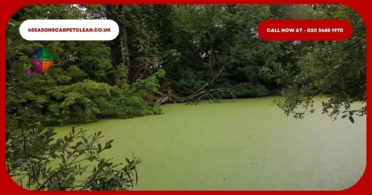 Carpet Cleaning in Enfield Town Park – 4 Seasons Carpet Clean