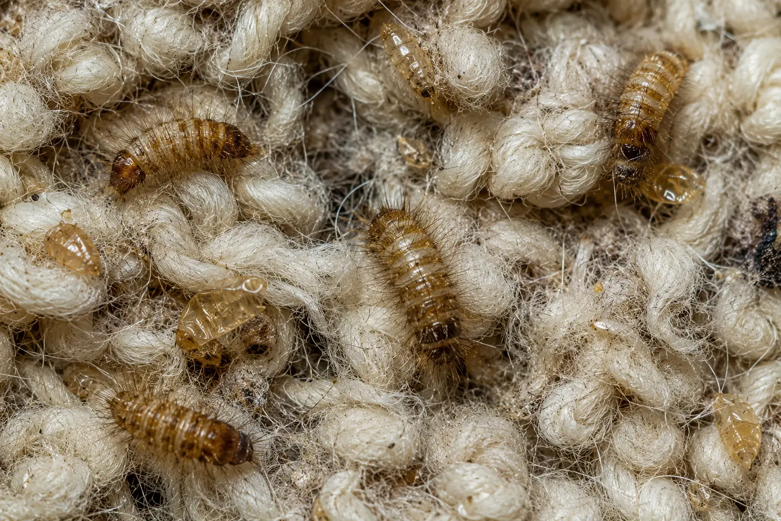 macro photograph of several carpet beetle larvae crawling among natural wool carpet fibres